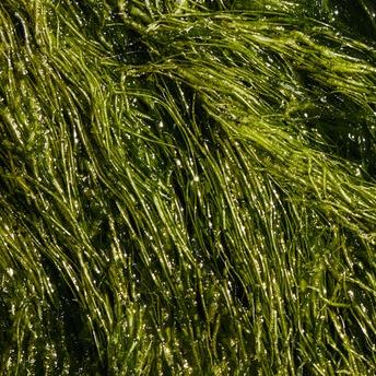 algae